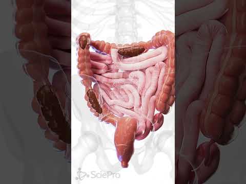 Revolutionizing Relief: Bisacodyl's Role in Digestive Health