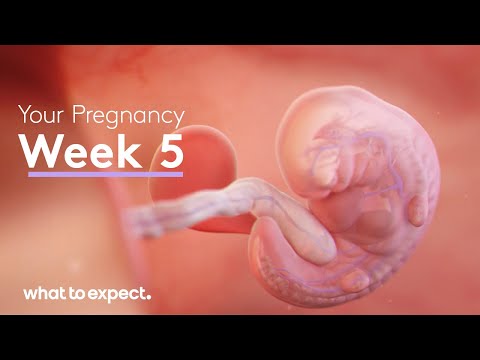 Unlocking 5 Weeks Pregnant Symptoms: What to Expect Now
