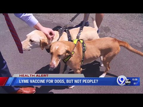 Shield Your Dog: The Latest in Lyme Vaccine Technology