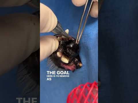 Tech Solutions for Malignant Melanoma in Dogs Unleashed