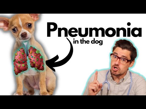 Breathe Easy: Smart Solutions for Canine Pneumonia Care