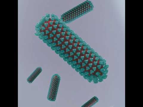 Rabies Virus in Humans: Innovations in Prevention and Treatment