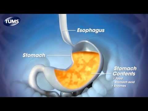 Unveiling Tums Ingredients: Tech Meets Digestive Relief