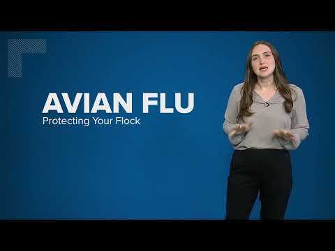 Stay Alert: Spot Bird Flu Symptoms in Chickens Fast