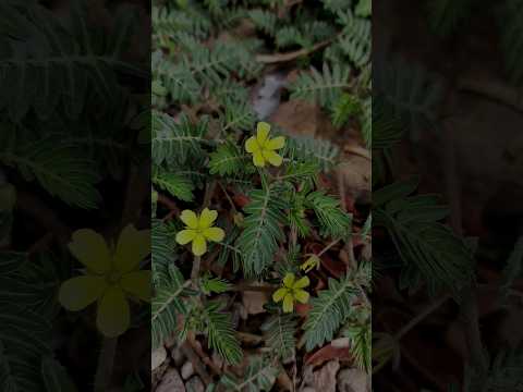 Unlocking Performance with Tribulus Terrestris Innovation