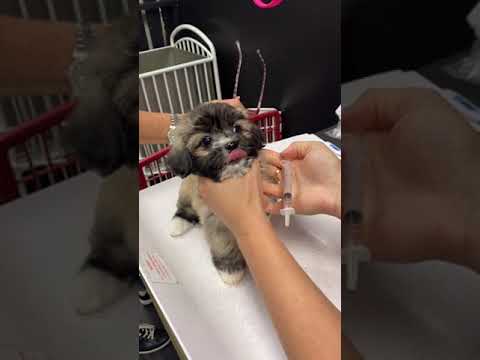 Empowering Pets with the DA2PP Vaccine Revolution