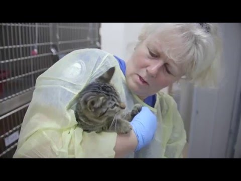 Unlocking Health: Modern Blue Cross Blue Shield Plans