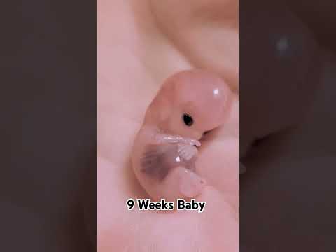 The Miracle of a 9 Week Fetus: Cutting-Edge Insights