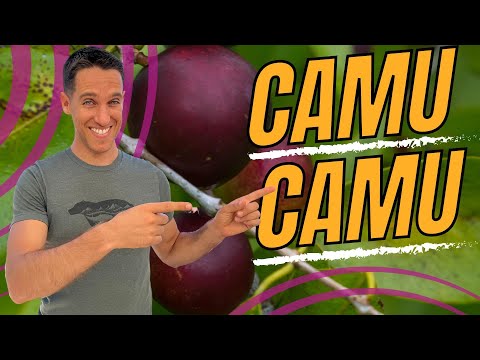 Camu C Revolution: The Future of Natural Nutraceuticals