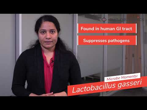 Unlocking the Power of L Gasseri for Gut Health Innovation