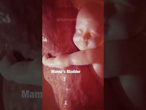 Pregnancy Period Innovations for Modern Moms and Babies
