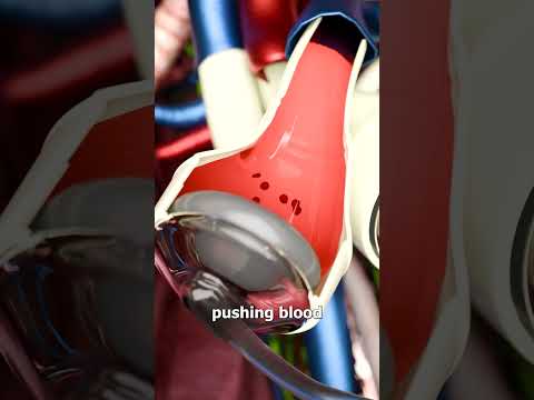 Beats of Innovation: The Future of Artificial Hearts