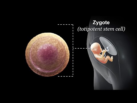 Revolutionizing Healthcare with Hematopoietic Progenitor Cells