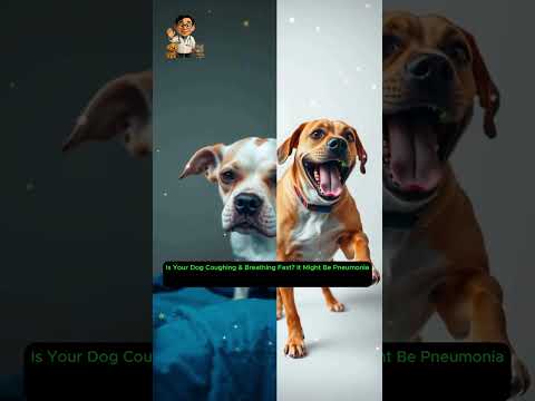Breathe Easy: Advanced Solutions for Canine Pneumonia Care