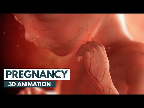 Pregnancy Progress: What to Expect at 2 Months
