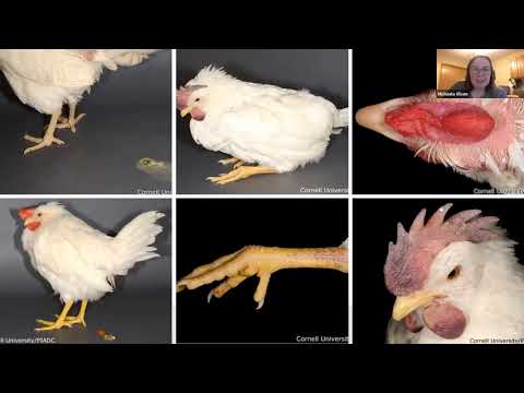 Spot Avian Flu Symptoms in Chickens with Smart Solutions