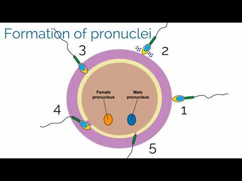Transforming Gestational Trophoblastic Disease with Tech Innovation