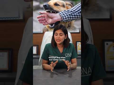 Stay on Track with Your Rabies Vaccine Schedule Today
