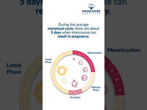 Unlocking Your Cycle: Ovulation Insights After Your Period
