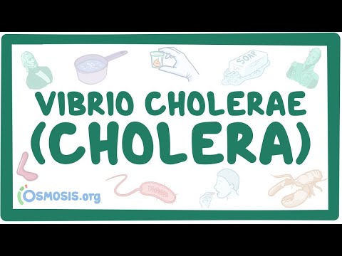 Cholera Vibrio Cholerae: Innovations in Prevention and Control
