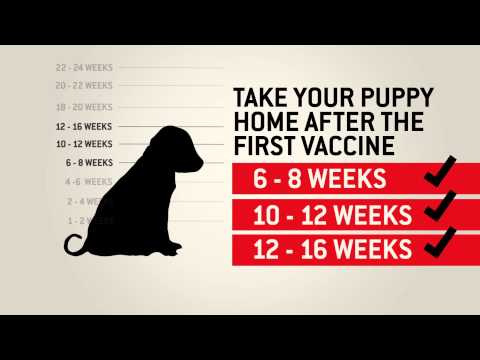 Find the Best Dog Vaccines for Your Pet's Health Nearby