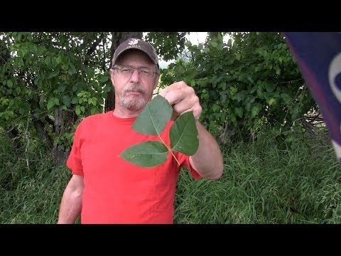 Poison Ivy Reaction Unraveled: Tech Solutions for Relief