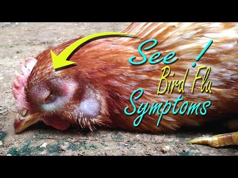 Fighting Chicken Flu with Tech Innovations and Marketing Strategies