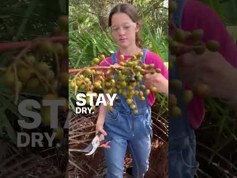 Elevate Wellness with Cutting-Edge Saw Palmetto Berries