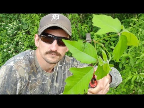 Identifying Poison Ivy: A Tech-Savvy Approach for Marketers