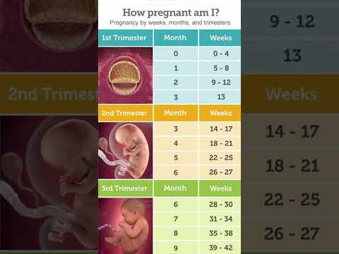 14 Weeks Pregnant Equals 3 Months: Your Pregnancy Timeline