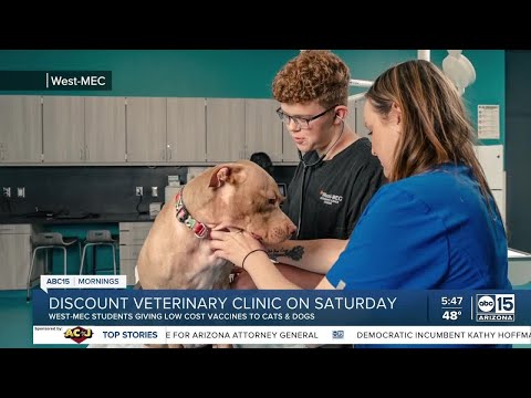 Affordable Bordetella Vaccine Solutions for Pet Owners