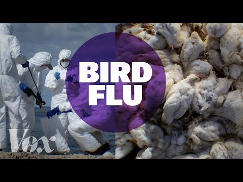 Avian Bird Flu: Innovating Solutions for Poultry Health Risks