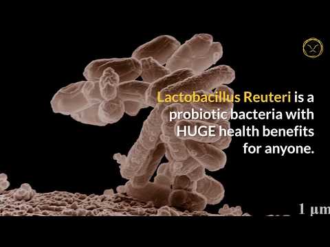 Revitalize Your Health with Lactobacillus Bulgaricus Power