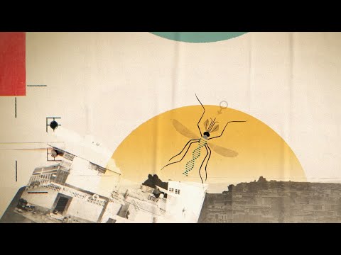 Fight Malaria Mosquitoes for a Healthier Tomorrow