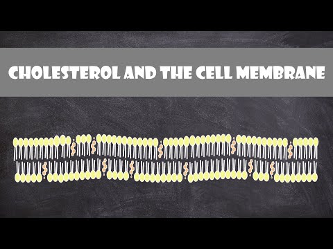 Unlocking Cellular Innovation: The Role of Cholesterol in Membranes