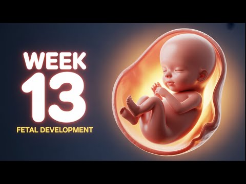 13 Weeks In: Unveiling Fetal Development Insights