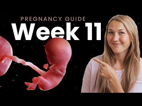 Navigating 11 Weeks Pregnant: What to Expect Now