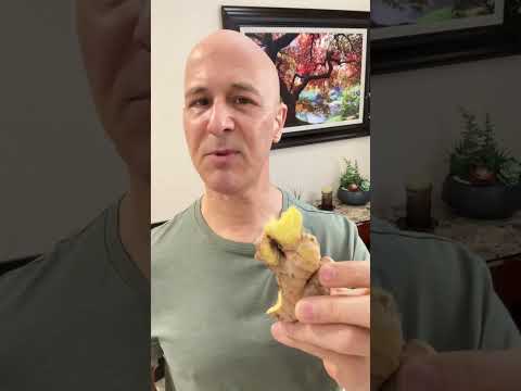 Revitalize Your Life with Organic Ginger Innovations