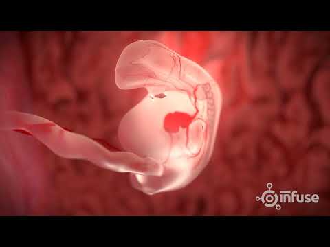 From Cells to Kicks: Tracking Fetal Development Stages