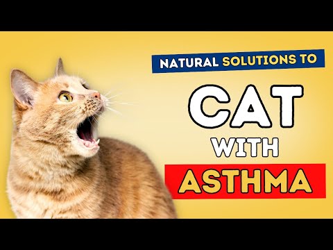Breathe Easy: Tech Solutions for Feline Asthma Relief