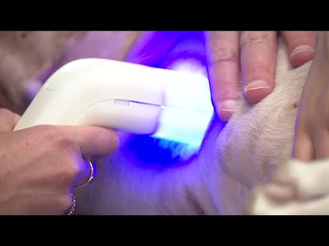Nobivac: Advancing Veterinary Care with Innovative Solutions