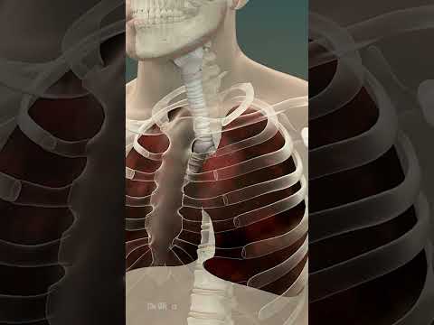 Breathe Easy: Tackling Lipoid Pneumonia with Tech Solutions