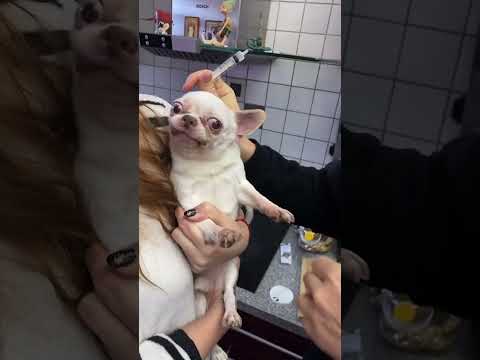 Tech-Savvy Pet Vaccination Clinics for Happy, Healthy Pets